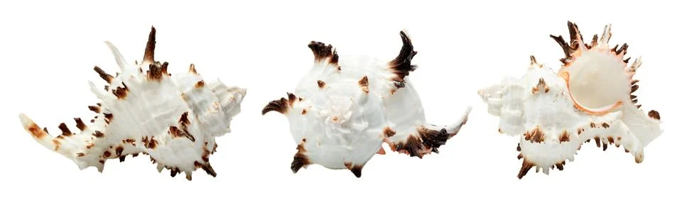 Beautiful seashell Stockfoto's