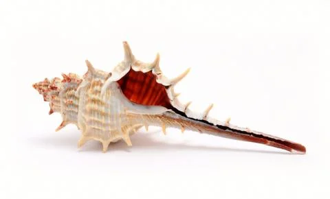 Beautiful seashell Stock Photos