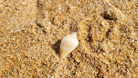 Beautiful Seashell Stock Photos