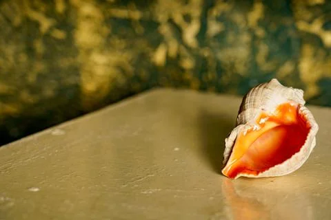 Beautiful seashell resting on a smooth surface with a golden background Stock Photos