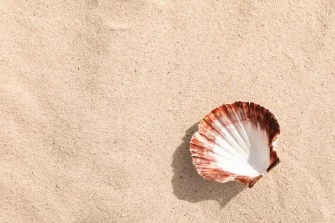 Beautiful seashell on sandy beach, closeup. Space for text Stock-Fotos