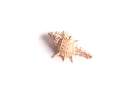 Beautiful seashell on the white background. Stock Photos