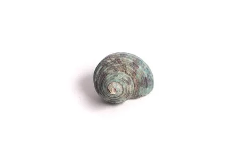 Beautiful seashell on the white background. Stock Photos