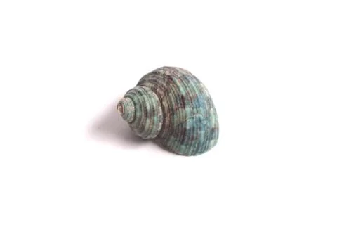 Beautiful seashell on the white background. Foto stock