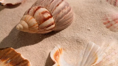 Beautiful seashell on white sand beach Stock Footage 104821596