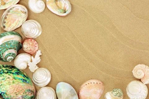 Beautiful Seashells on the Beach Stock Photos