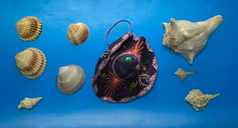 Beautiful seashells on a blue background Stock Photos
