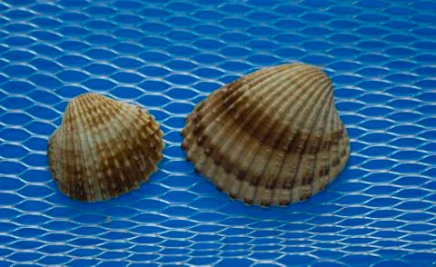 Beautiful seashells on a blue background Stock Photos