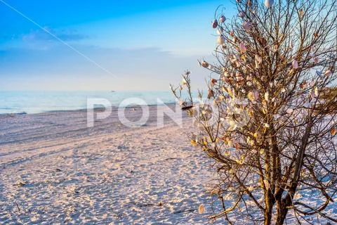 Beautiful seashells hang on a tree in Anna Maria Island, Florida Stock Photos