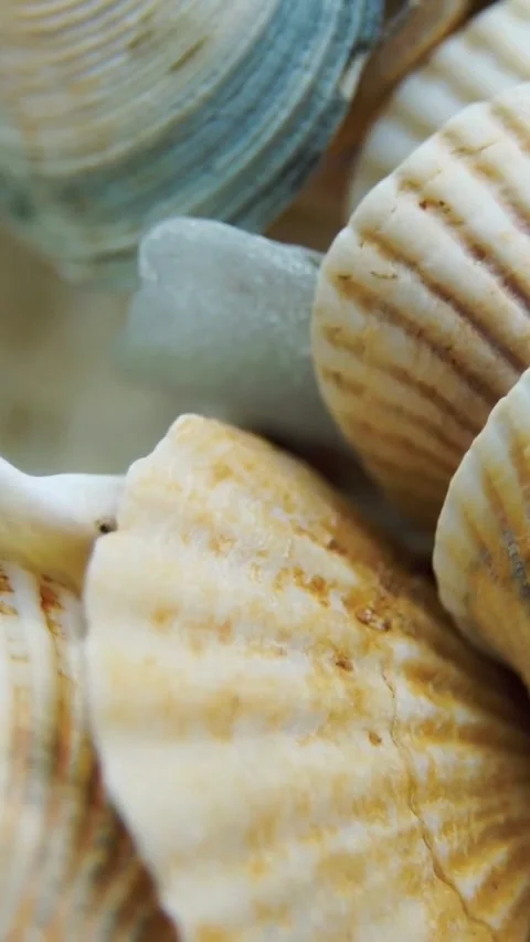 Beautiful seashells piled together showing detailed natural ocean textures 스톡 동영상 334169642