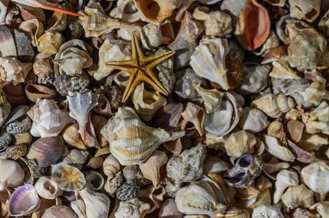 Beautiful seashells on sand background Stock Photos