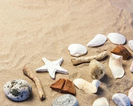 Beautiful Seashells on sand 写真素材