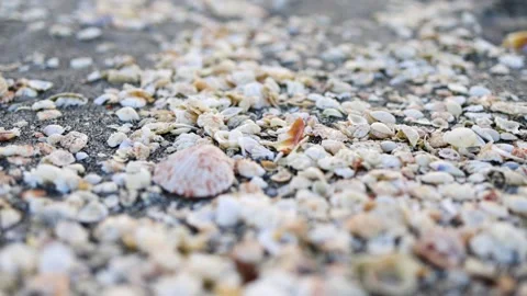 Beautiful Seashells on a sandy beach in Florida on the ocean Stock Footage 170881582