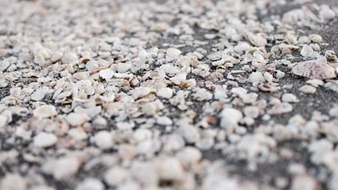 Beautiful Seashells on a sandy beach in Florida on the ocean Stock Footage 170881620