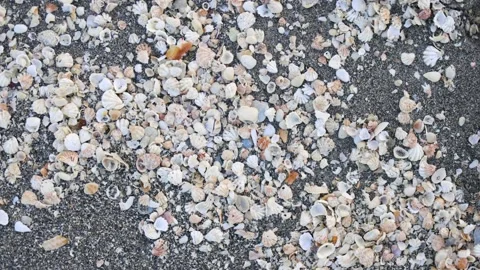 Beautiful Seashells on a sandy beach in Florida on the ocean Stock Footage 170881634