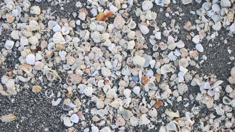 Beautiful Seashells on a sandy beach in Florida on the ocean Stock Footage 170881638