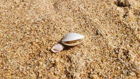 Beautiful seashells on a sandy beach. Stock Photos
