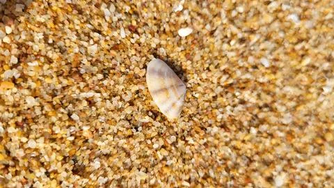 Beautiful seashells on a sandy beach. Stock Photos