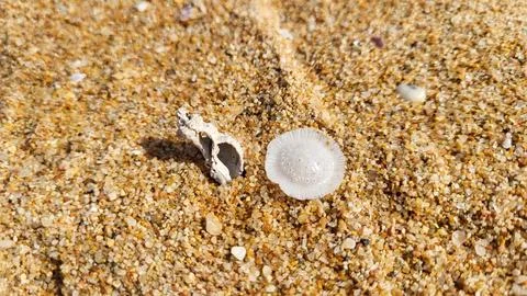 Beautiful seashells on a sandy beach. Stock Photos
