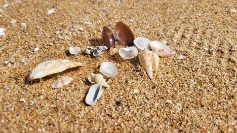 Beautiful seashells on a sandy beach. Stock Photos