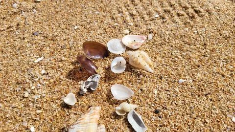 Beautiful seashells on a sandy beach. Stock Photos