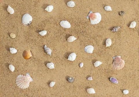 Beautiful seashells on sandy beach. Shells on the sand background. Top view.. Stock Photos