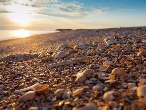 Beautiful seashells on a sandy beach in the sunset. Foto stock