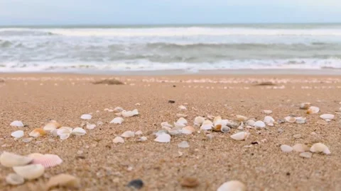 Beautiful Seashells Scattered on a Peaceful Sandy Beach with Ocean Waves Stock Footage 318709097