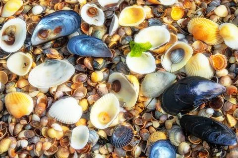 Beautiful seashells on a seashell beach Foto stock