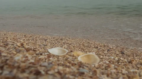 Beautiful seashells on shell beach Stock Footage 284718461
