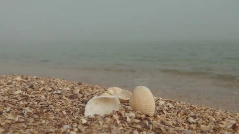 Beautiful seashells on shell beach Stock Footage 284718601