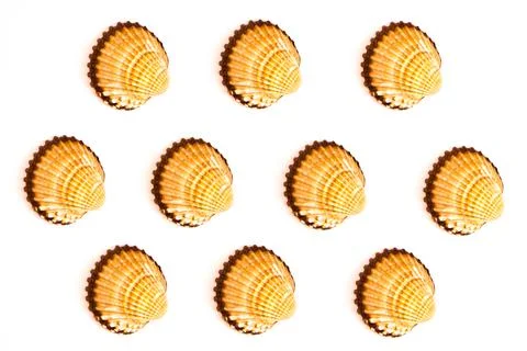 Beautiful seashells on white background Stock Photos