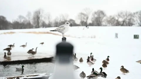 Beautiful second winter ring billed gull spotted along the harbor Stock Footage 147157286
