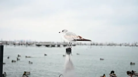 Beautiful second winter ring billed gull spotted along the harbor Stock Footage 147157527