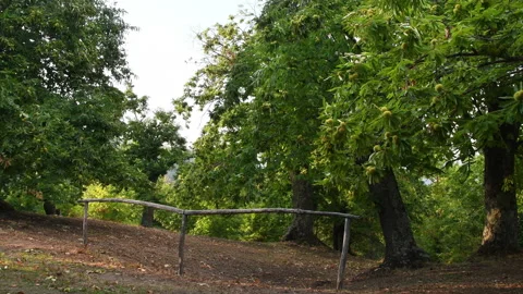 Beautiful secular forest of chestnut trees Stock Footage 162164582