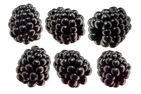 A beautiful selection of blackberries Stock Photos