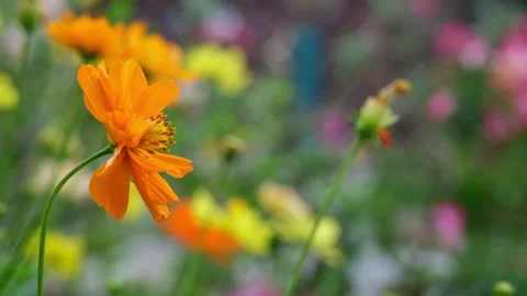 Beautiful an selective focusing on the side view of an orange cosmos flower.. Stock Footage 300073247