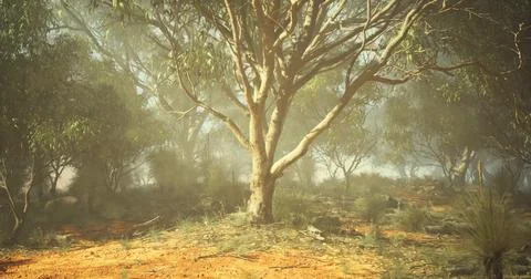 Beautiful serene landscape featuring eucalyptus tree in misty forest Stock Illustration