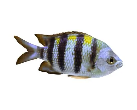 Beautiful sergeant major fish on white background Stock Photos