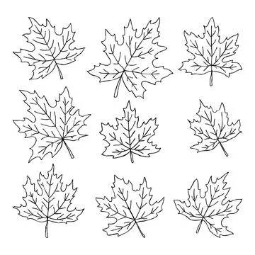Beautiful set of doodle maple leaves. Isolated sketch. design background gr.. Stock Illustration