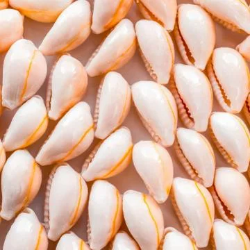 Beautiful setting of seashell as a background, closeup Stock Photos