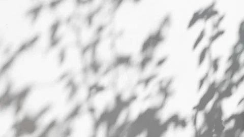 Beautiful shadow from the leaves of a tree on a gray concrete wall. Stock Footage 194232820