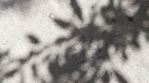 Beautiful shadow from a tree branch with leaves on a concrete surface. Video stock 196316307