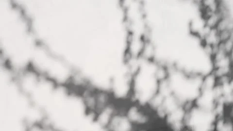 Beautiful shadow from tree branches on a gray concrete wall. Stock Footage 194232964