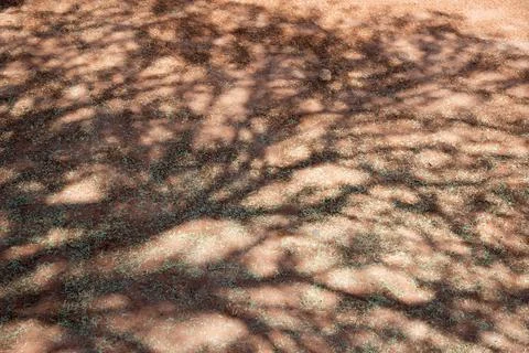 Beautiful shadow of a tree with many branches and leaves. Sandy ground.Namibi Stock Photos