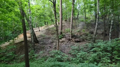 Beautiful shady wild forest on a warm summer day Stock Footage 201635978