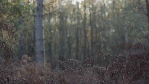 Beautiful shallow depth of field view of a windy autumn forest scene Stock Footage 142576973