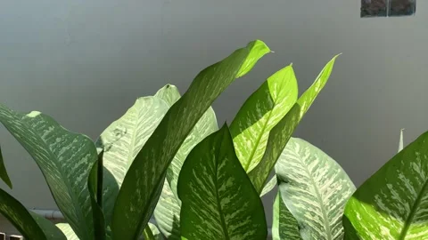 Beautiful shape of green leaf Stock Footage 210225521