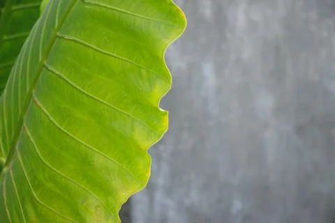 Beautiful shape of green leaf Foto stock