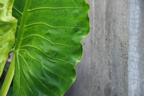Beautiful shape of green leaf Stock Photos